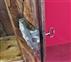 Provencal wardrobe two doors walnut